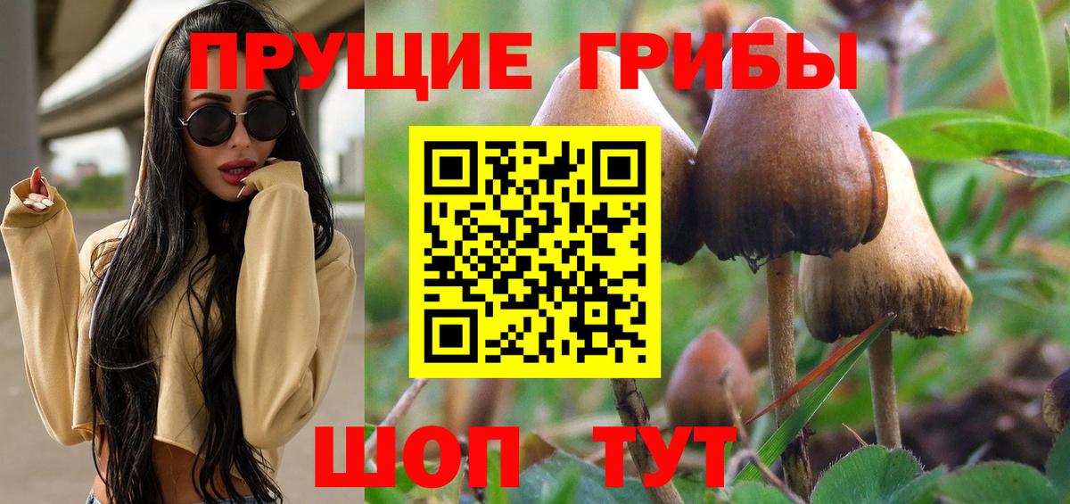 Минеральные Воды  Галлюциногенные грибы Psilocybine cubensis  Вход с VPN 